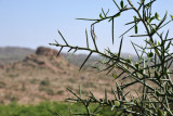 Thorny bush, Laas Geel