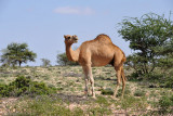 Somaliland Camel