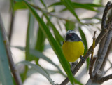 Bananaquit (Coereba flaveola)