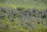 Cactus-studded scrubland arid of Curaao