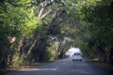 Tunnel of trees between Lagun and Santa Cruz