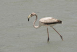 A non-pink flamingo, Curaao
