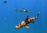 TahitiOct13 1715.jpg
