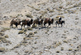 Afghan on horseback leading a train of 4 bactrian camels, Wakhan Corridor