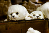 Toy stuffed baby seals, Geysir