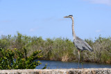 Everglades Feb14 024.jpg