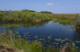 Everglades Feb14 034.jpg