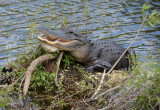 Everglades Feb14 066.jpg