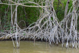 Everglades Feb14 215.jpg