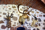 Hunting trophies, Trakai Island Castle