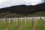Newly planted vineyards along the Bergstrae