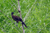 Cocorico, the National Bird of Tobago