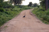 A bird on the road through Udawalawe National Park