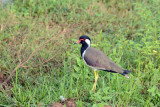 Red-Wattled Lapwing (Vanellus indicus), Sri Lanka