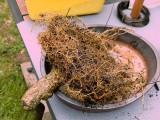 Healthy Root Mass