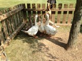 A Gaggle of Geese