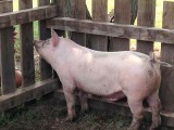 Curious Pig