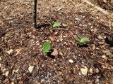 Zucchini Appearing