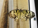 Butterfly House