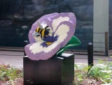 Pansy Bloom & Bee