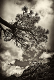 Old Timey Bent Tree  LO III