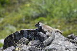 Relaxin Keeping a Sharp Lookout