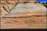 Shrub with Shadow South Coyote Buttes