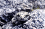 Rincon Canyon Tree Frog ithink Heres Looking at You