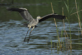 Grey Heron, immature