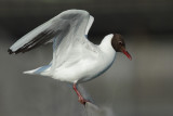 Black-headed Gull