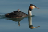 Great Crested Grebe