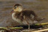 Red-crested Pochard, chick