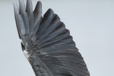 Grey Heron, passing too close ...
