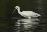 Eurasian Spoonbill