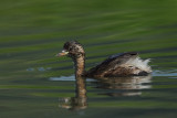 Little Grebe