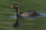 Little Grebe, juvenile