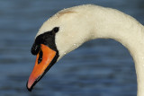 Mute Swan