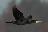 Cormorant