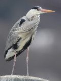 Grey heron