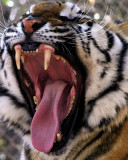 IMG_7441a 8x10 syd.jpg