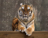 IMG_2238a sr ret 8x10.jpg