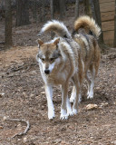 IMG_2509a 8x10.jpg