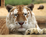 IMG_3541a 8x10rav.jpg