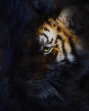 kiska_art