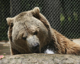 IMG_3514a 8x10 yo.jpg