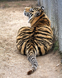 IMG_2822a ind 8x10.jpg