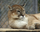 IMG_2829a s 8x10jas.jpg