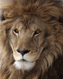 IMG_2818a 8x10 mr lion.jpg