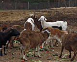 _MG_1334 a 8x10 goats.jpg