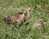 _MG_3185a peafowl chicks.jpg